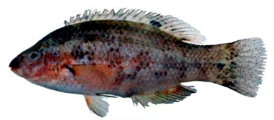 Symphodus bailloni_00002